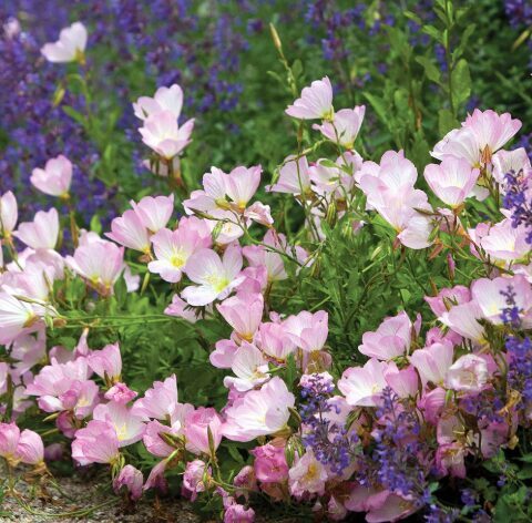 Naktssvece 'Siskiyou Pink'  (pieejams no jūnija)